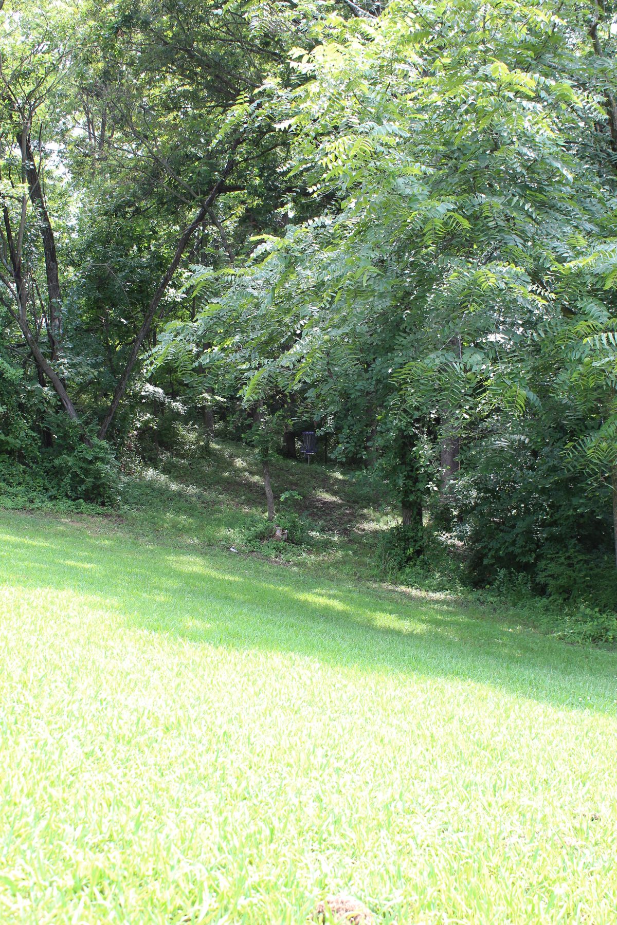 Hole 6 (Basket)