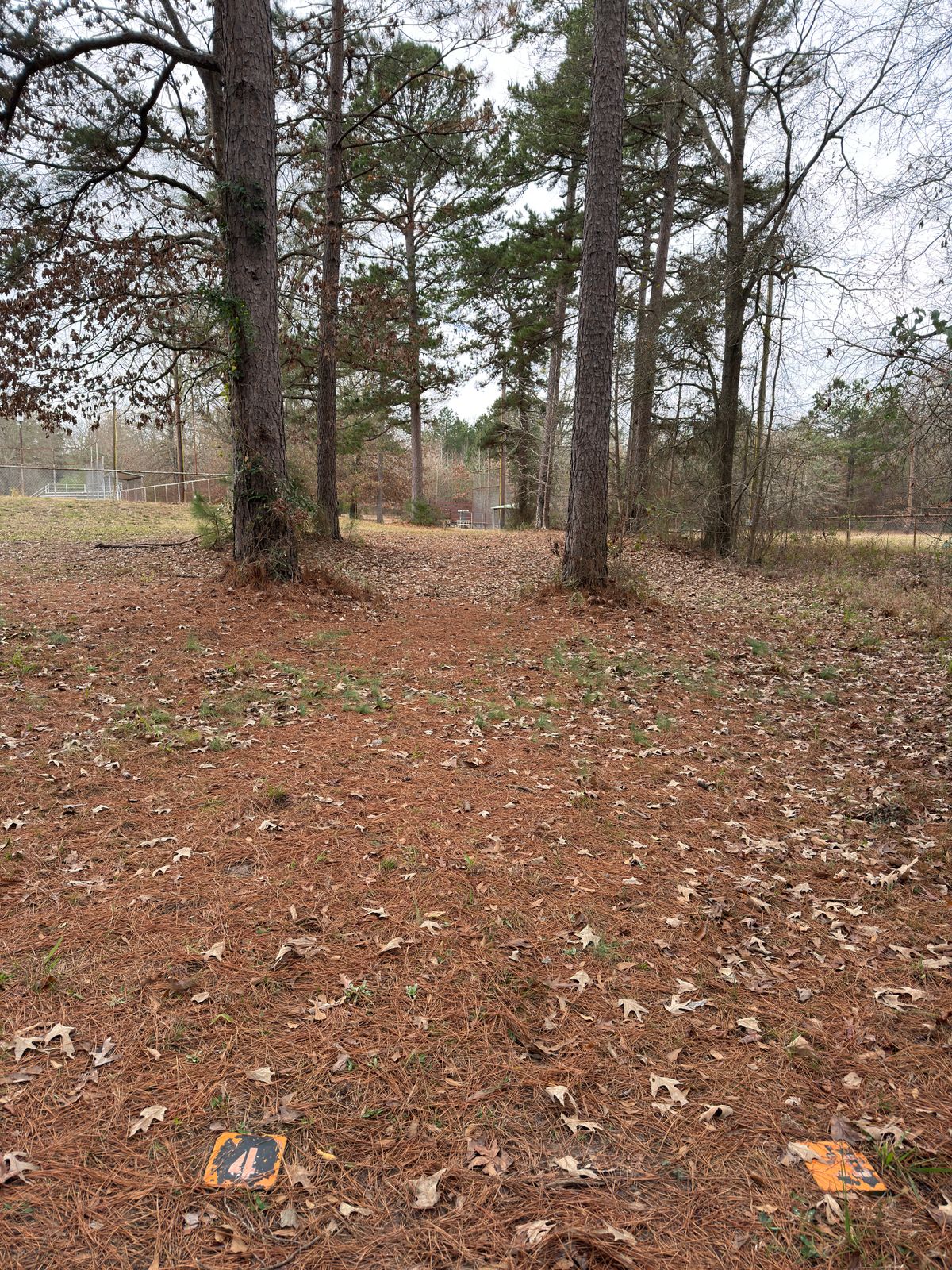 Hole 4, basket down short tunnel of trees