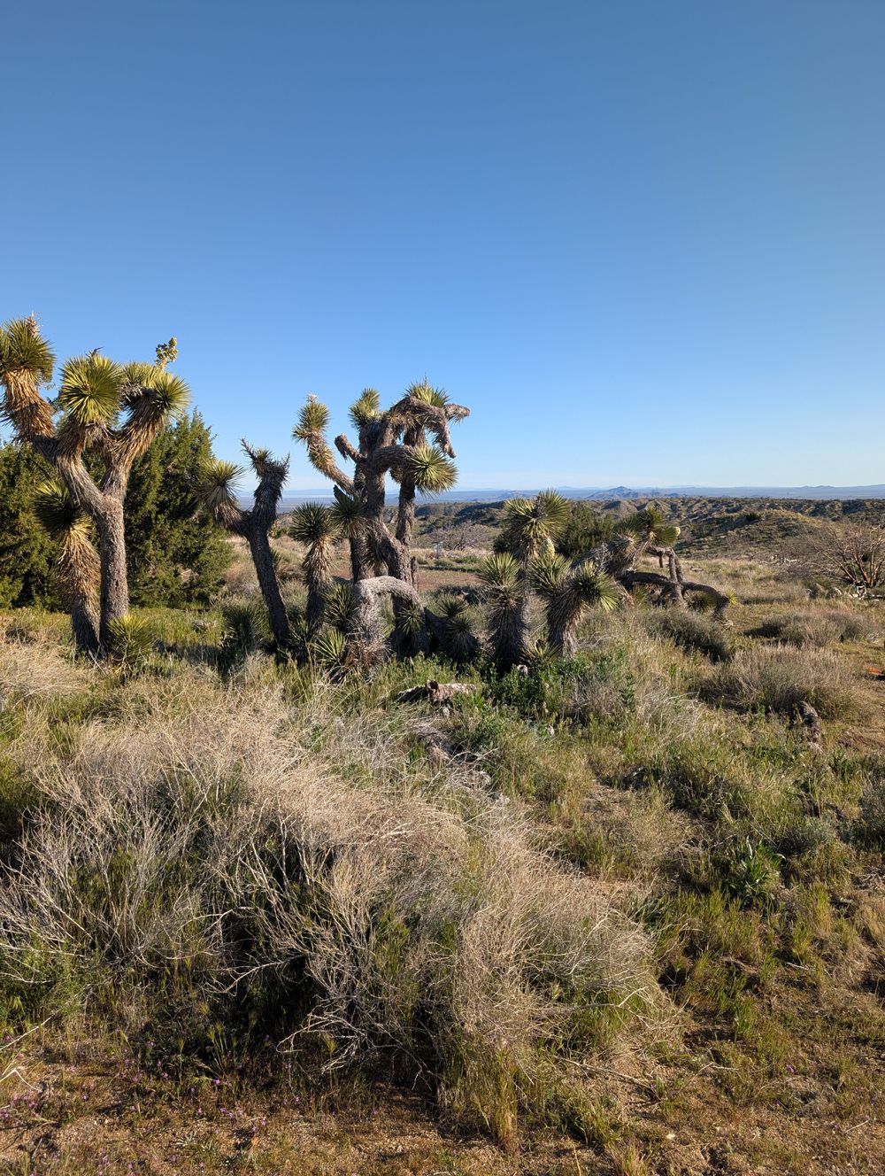 Hole 1 fairway guardians