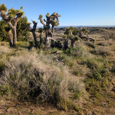 Hole 1 fairway guardians