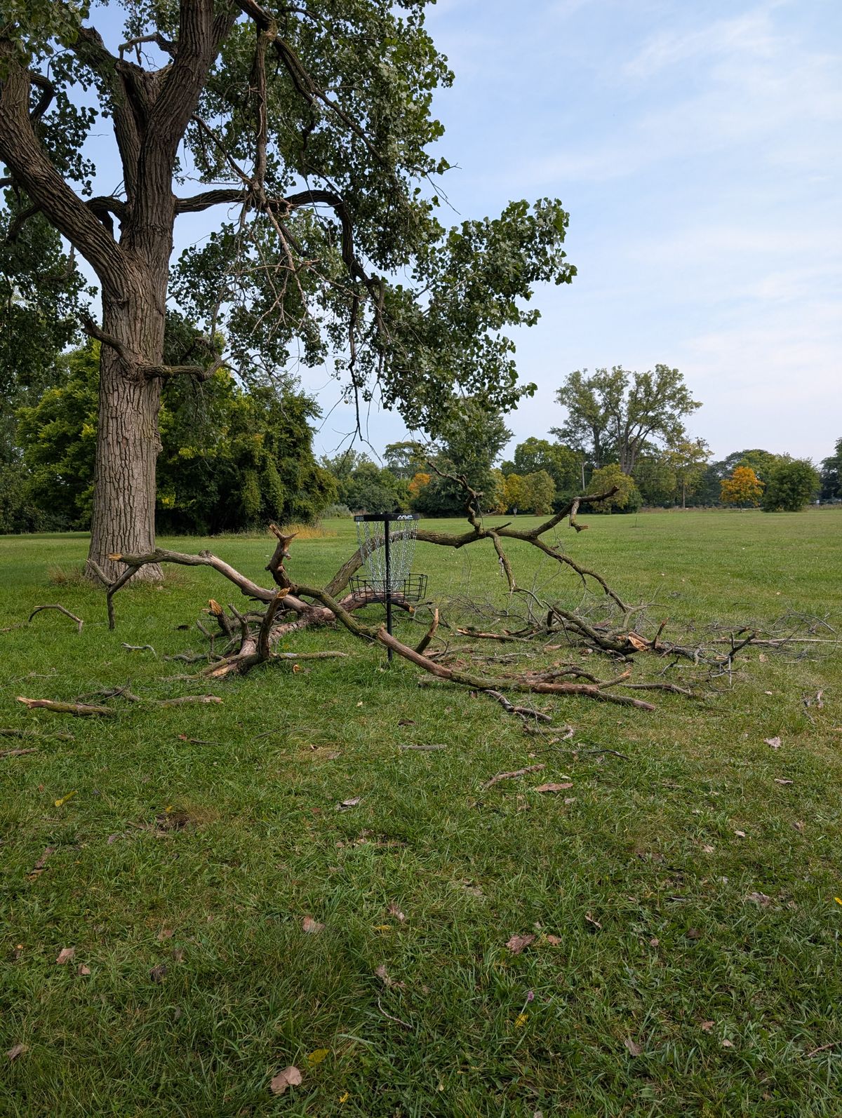 Storm damage has made the basket at 5  more interesting.