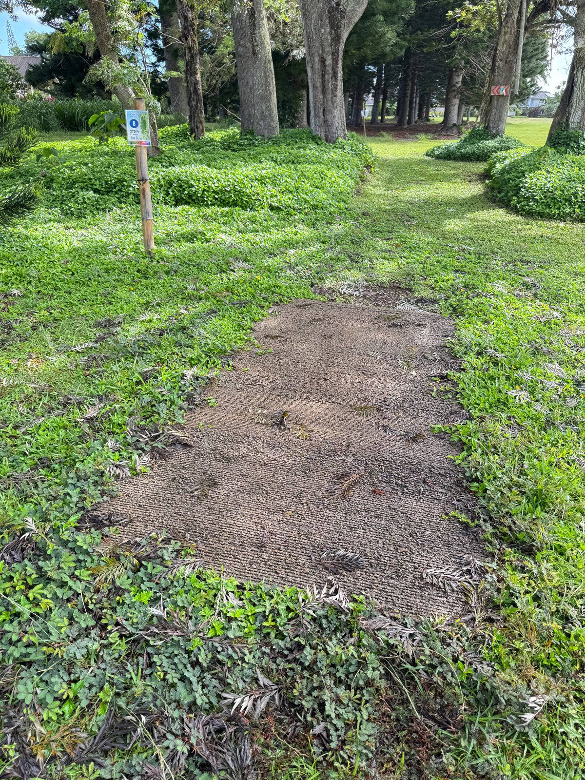 The woods reclaiming the tee box