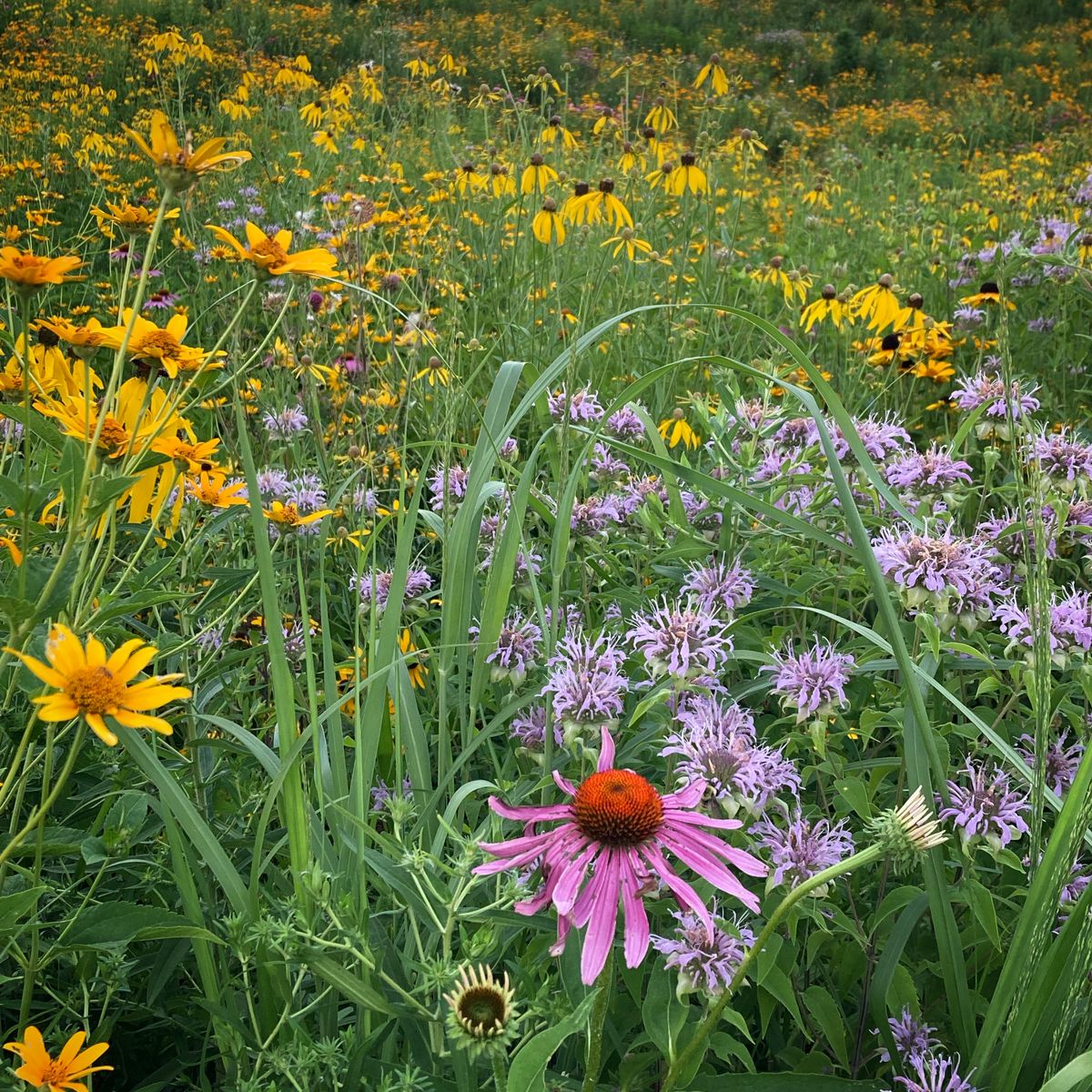 The meadow along the walk to hole 1
