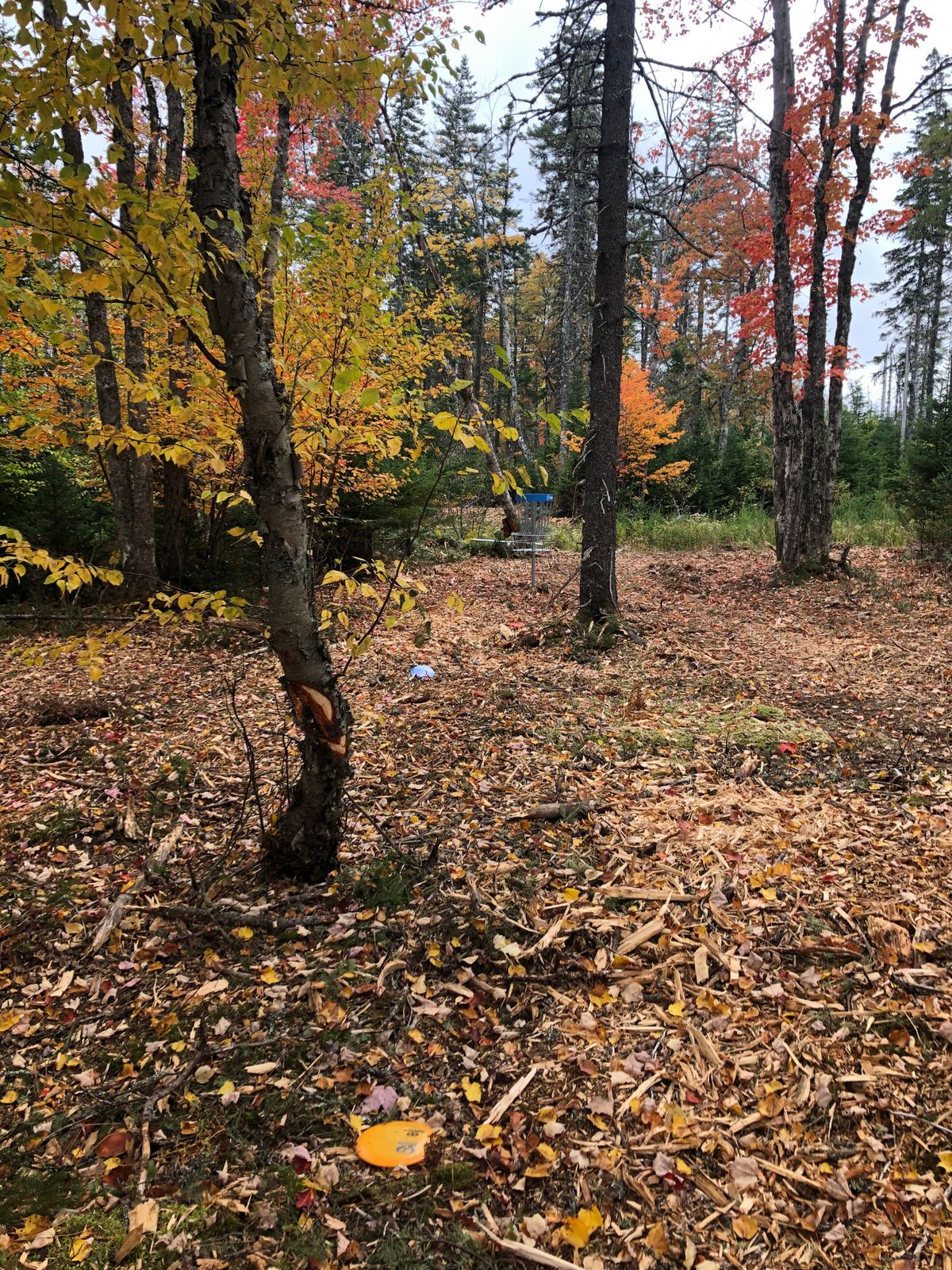 Fall colours at CBU