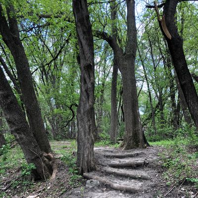 Stairs down from tee 4