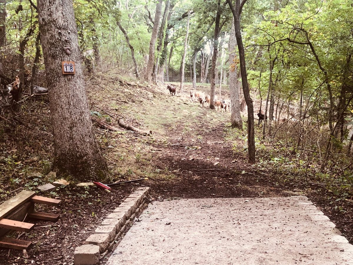 Hole 18, the goats putting in work clearing brush