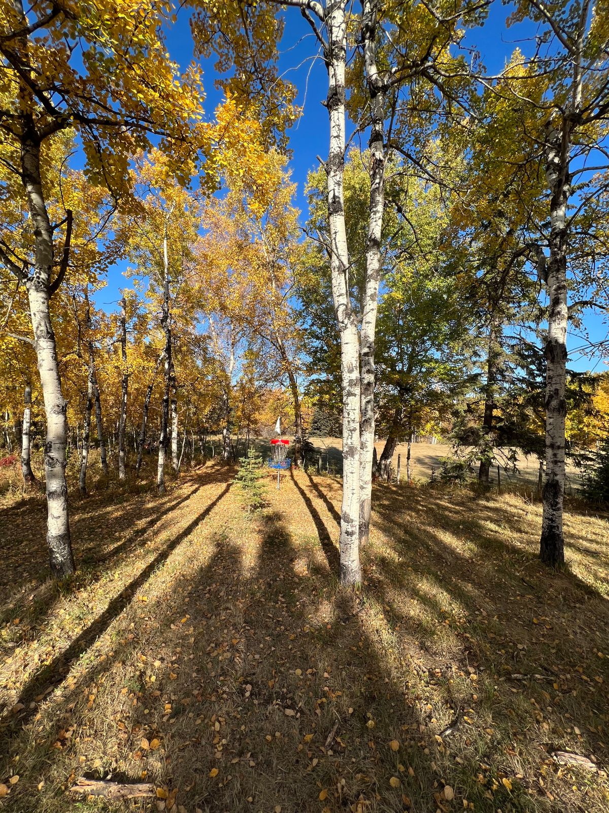 Hole 7 Green