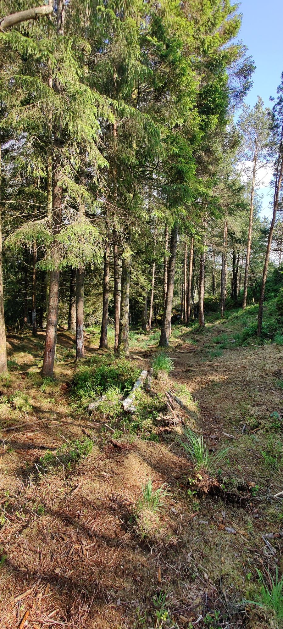 Fairway hole 6