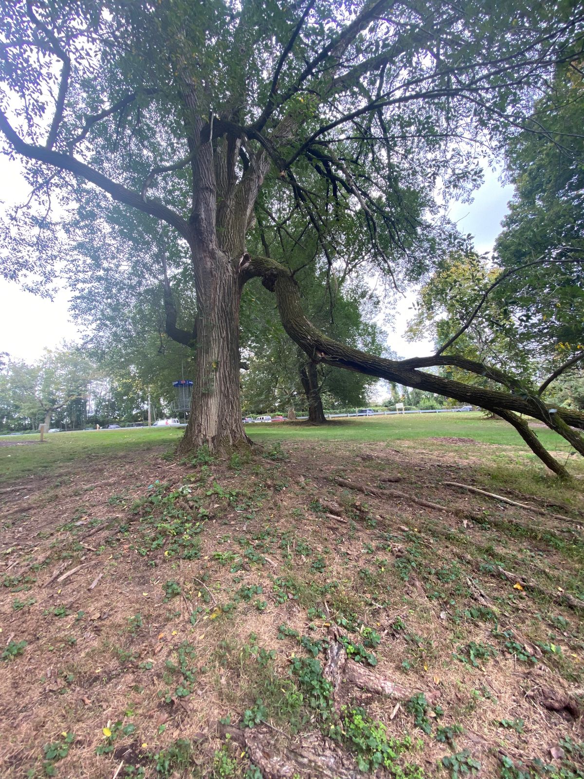 Basket #10 is right behind this tree!