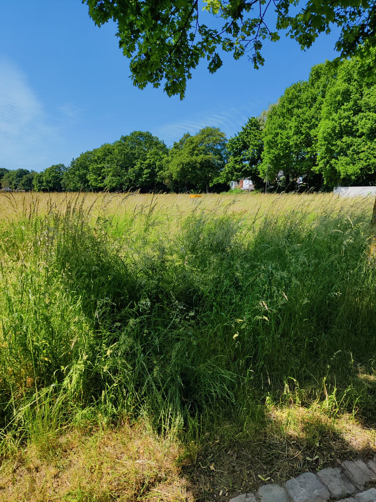 Das Gras ist leider so hoch wie der Korb (Stand Juni 23)
