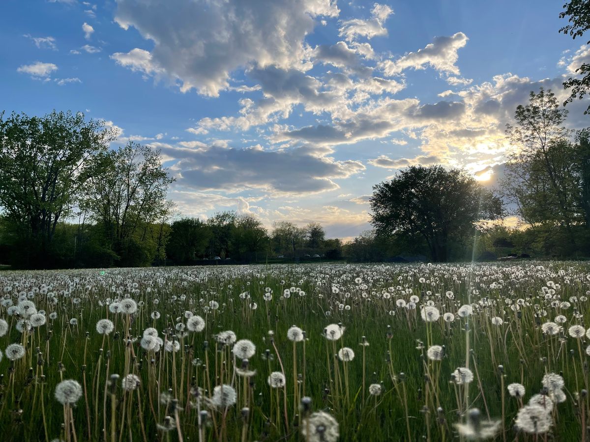 Dandelions repopulating!