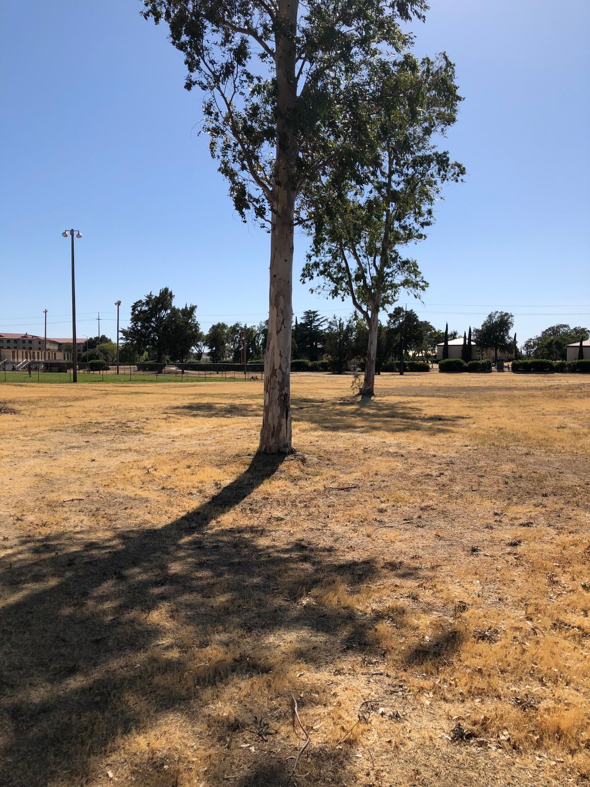 17 tee box. Mando to the left of first tree. Basket 100ft past back tree, just to the left