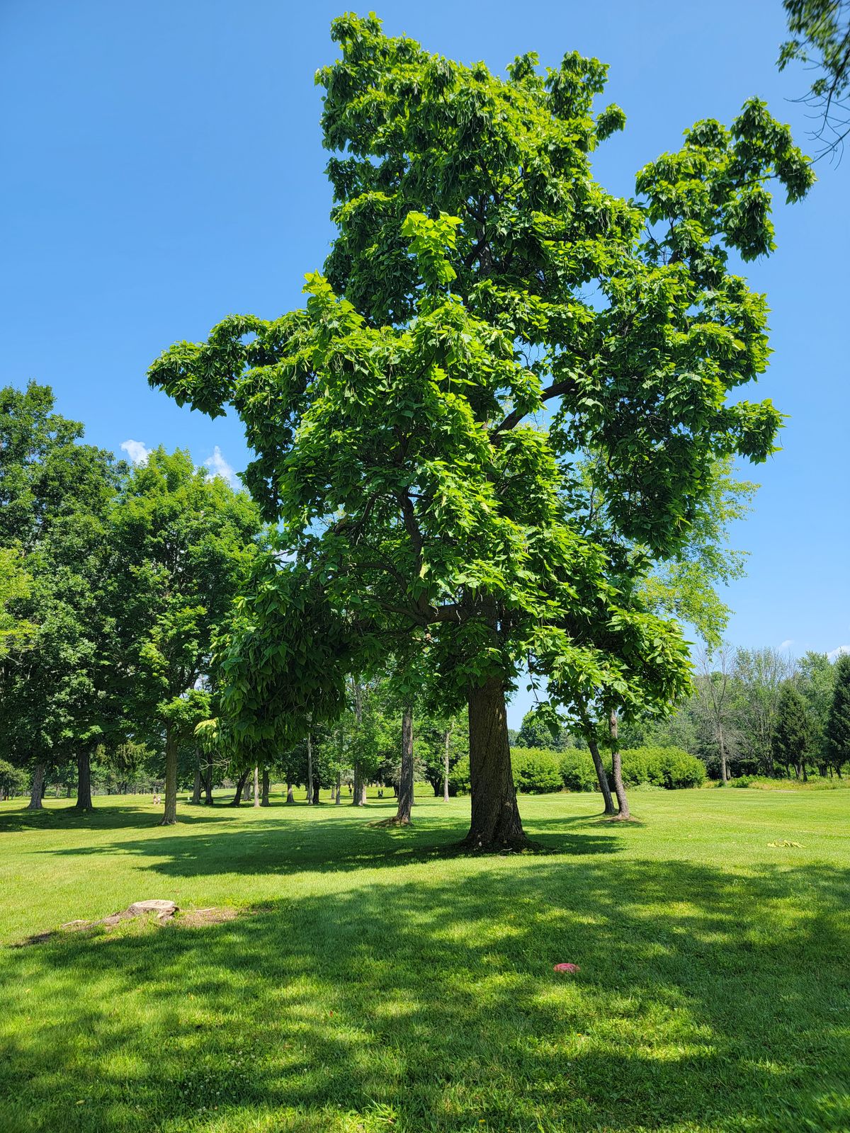 Fairway before ash tree removal