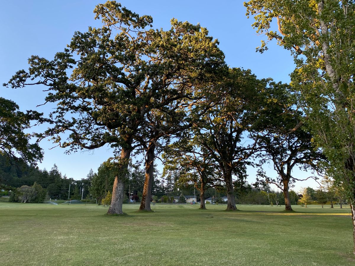 Some nice trees