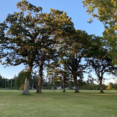 Some nice trees