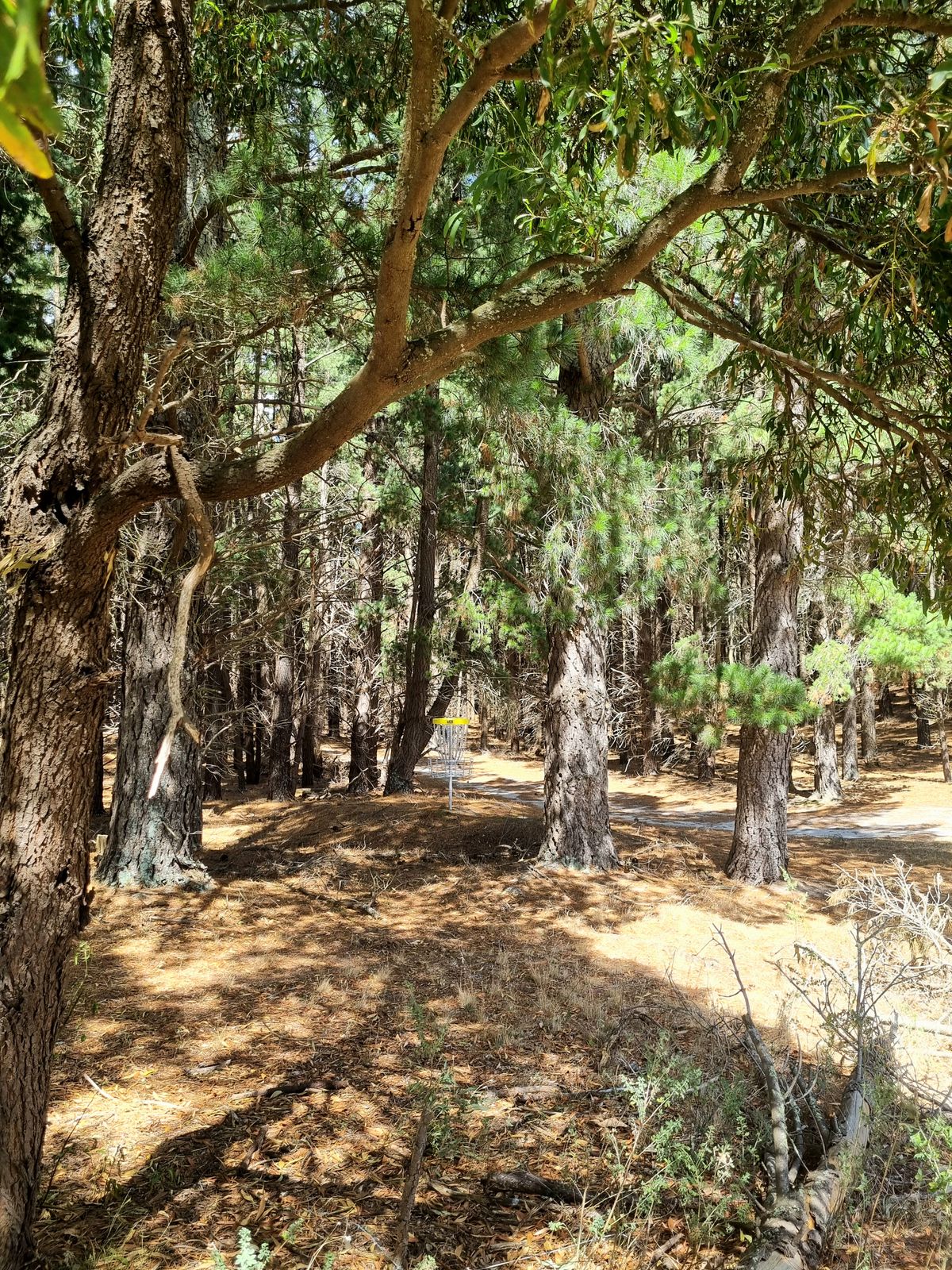 Hole 9 basket.