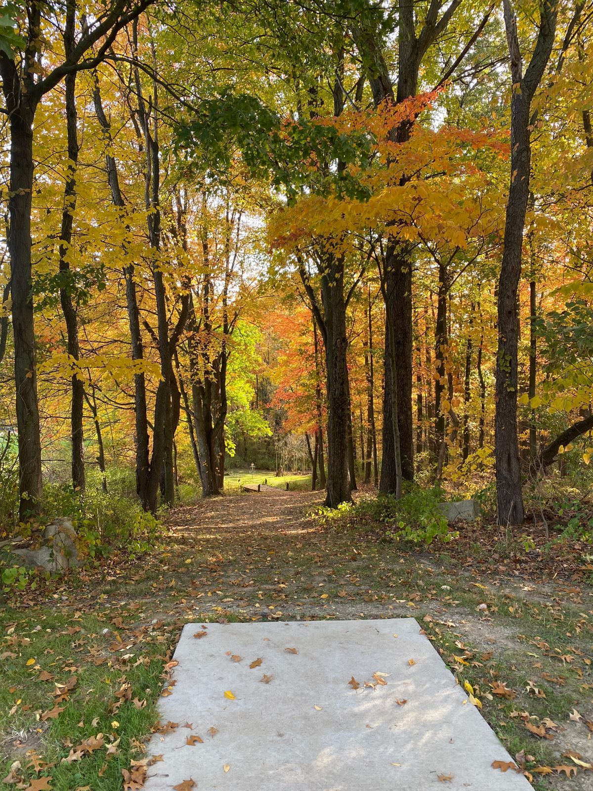 A fall view of hole 1 with wider fairway thanks to some volunteer maintenance