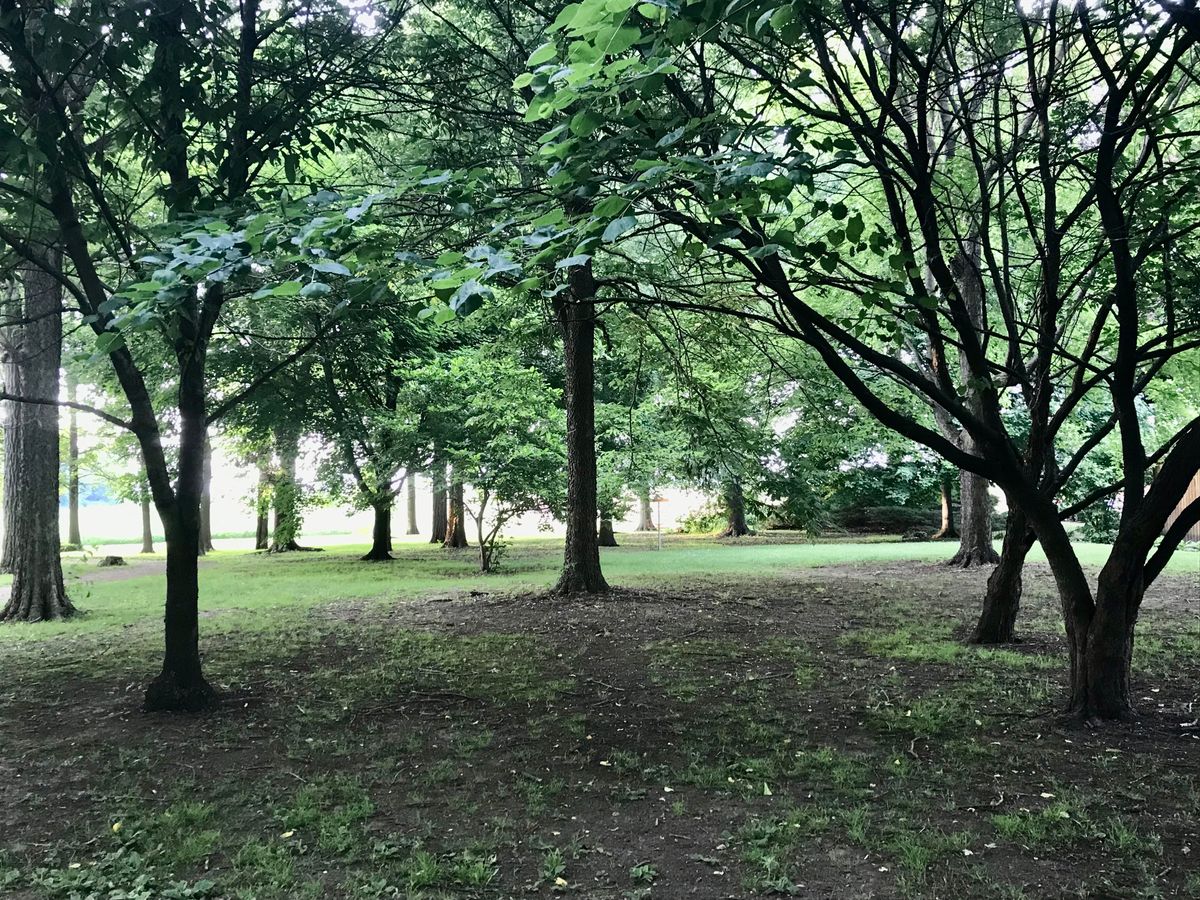 Hole 8 - hope for lucky shots thru the dark timber