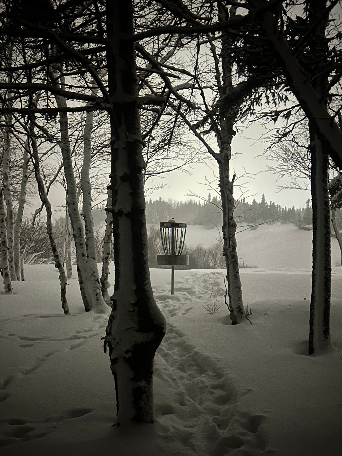 Panier #2 - 1er janvier 2026