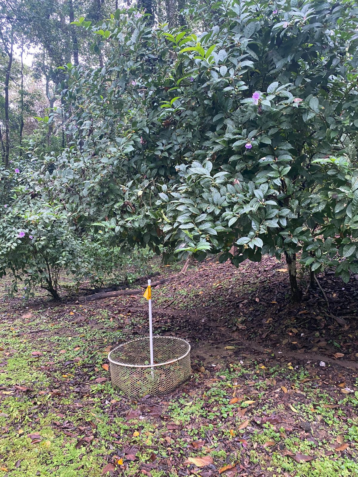 Sneaky basket under the bush- hole 16