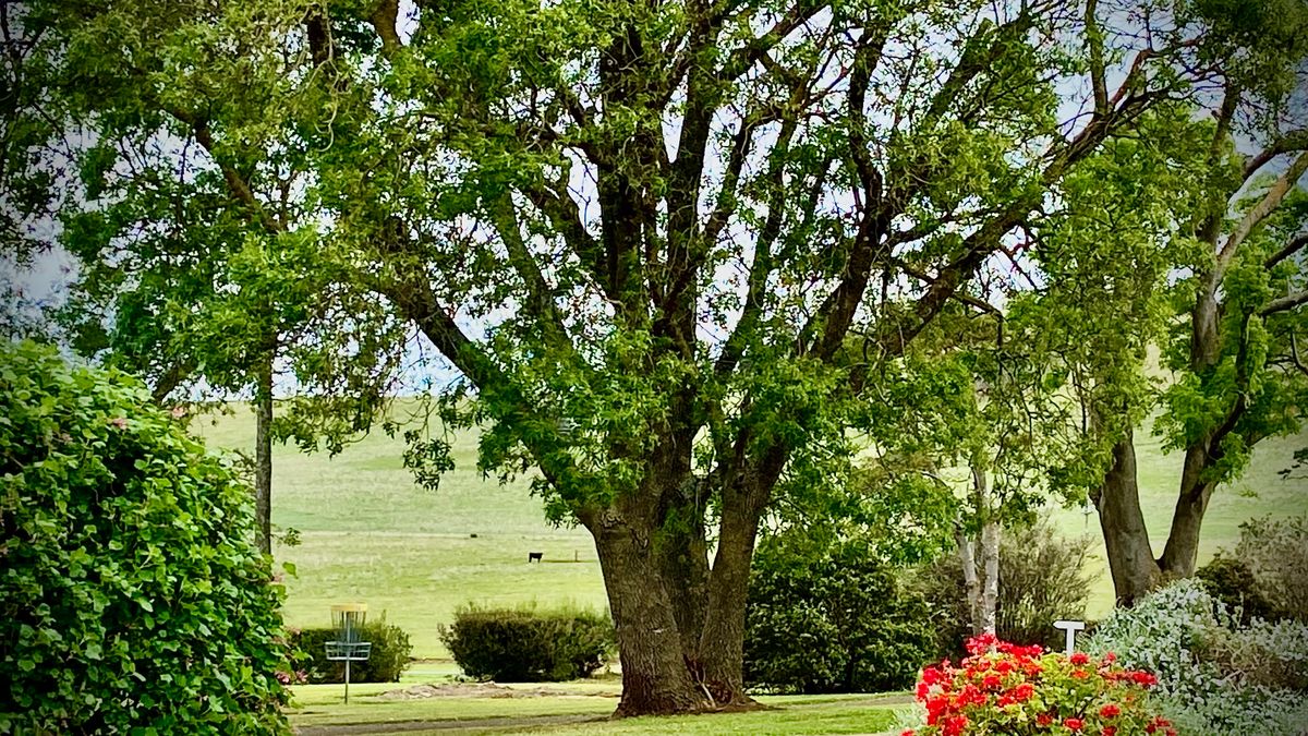 Beautiful garden setting