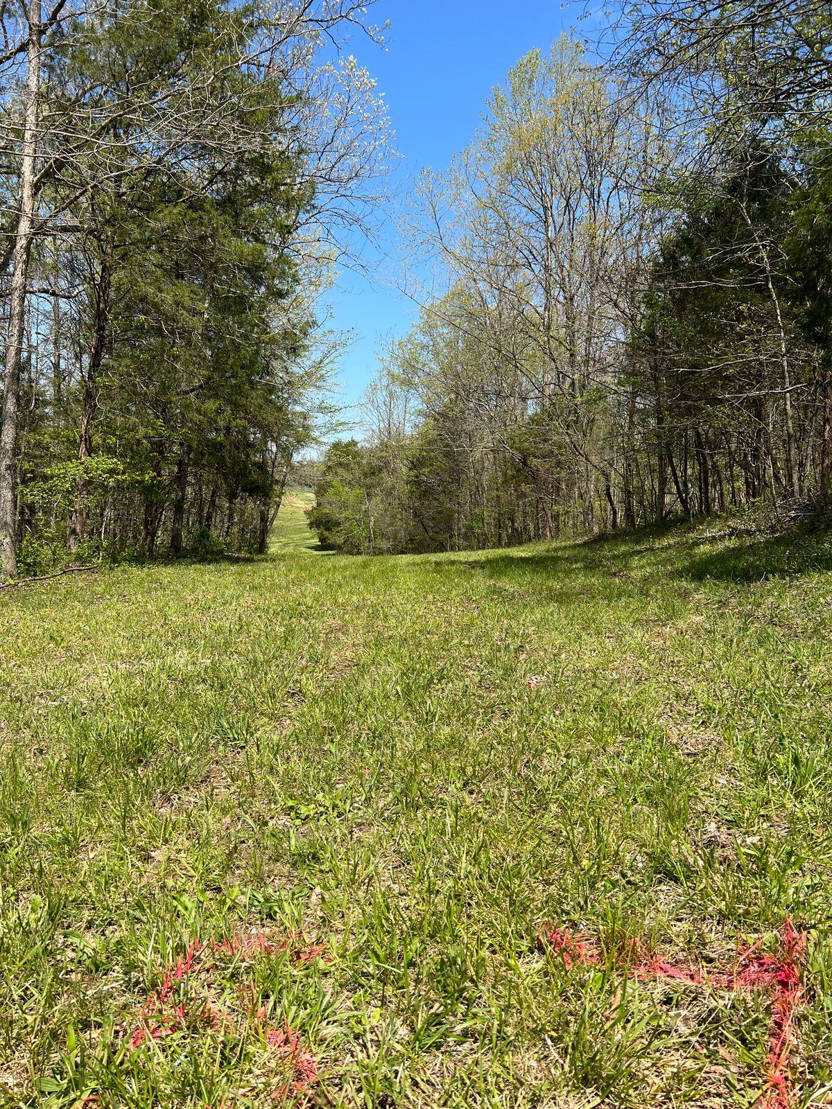 Hole 5 tee