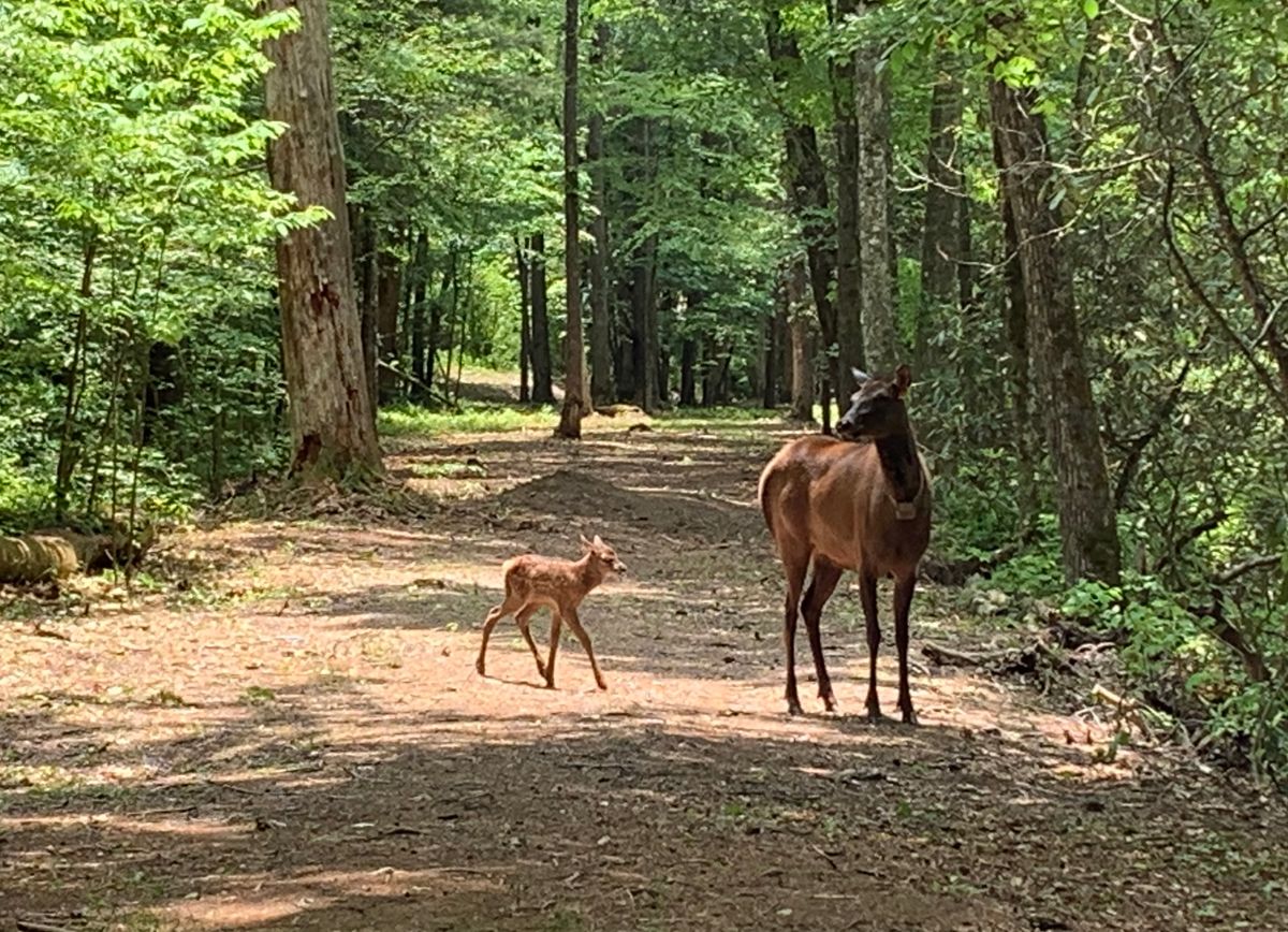 A momma elk and her calf on hole #16.