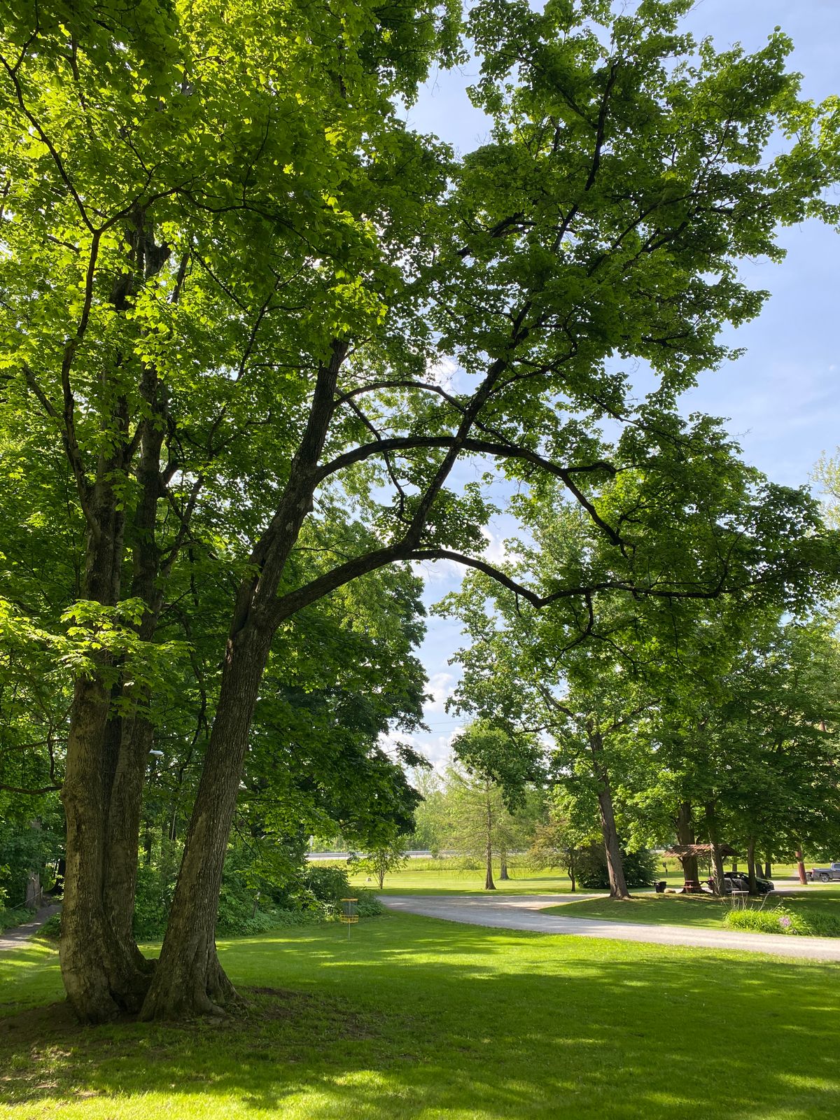 Hole 6 basket