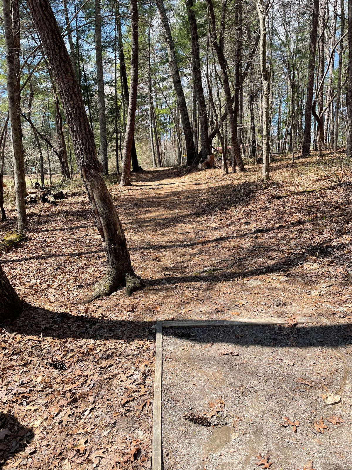 Hole 8 tee pad. Basket is around the trees to the right a little