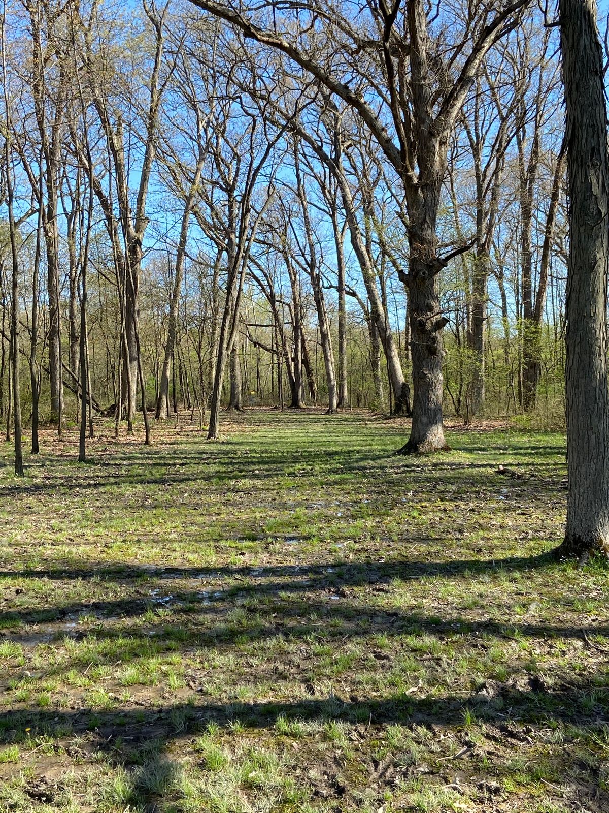 Picture from the fairway at the entrance to the trees of hole 6.