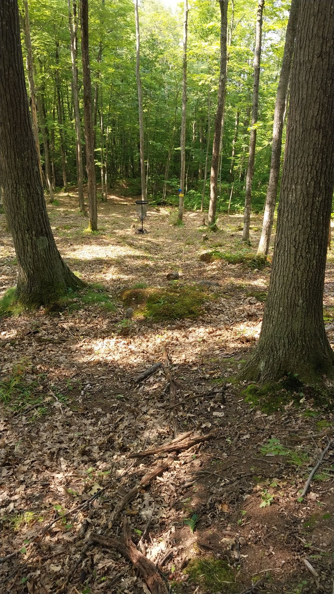 Hole 15 short