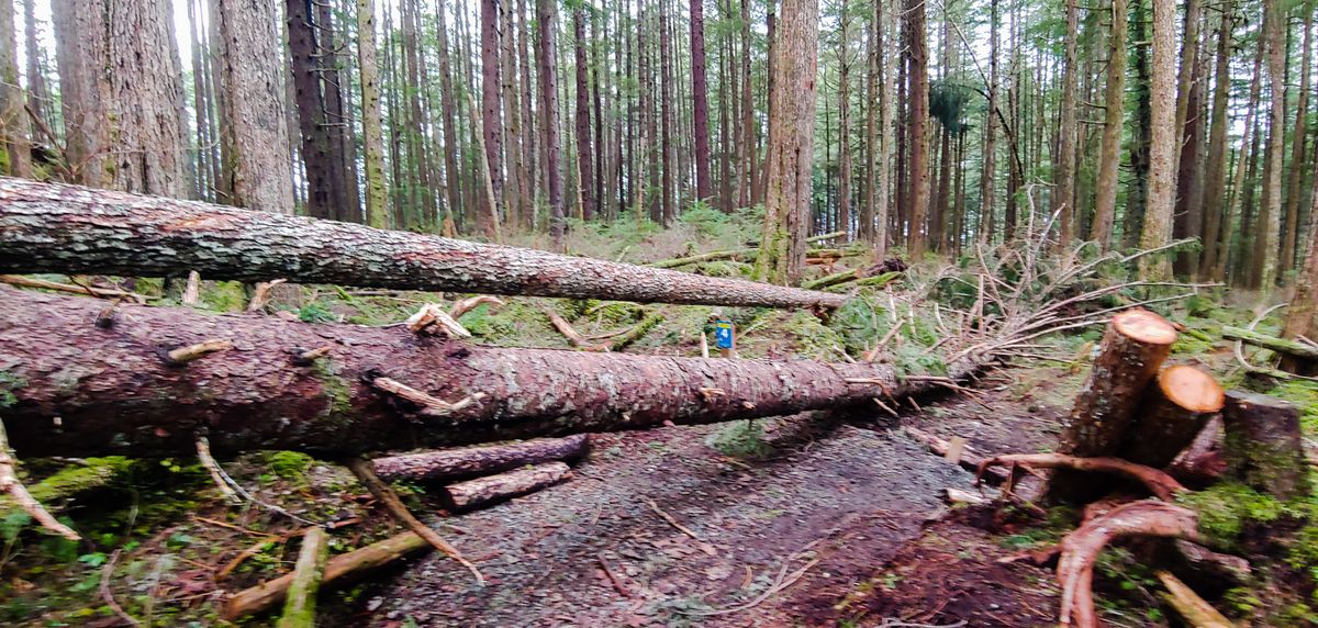 Trees laying across the tee pad for 4, branches obstructing flight path on right side.