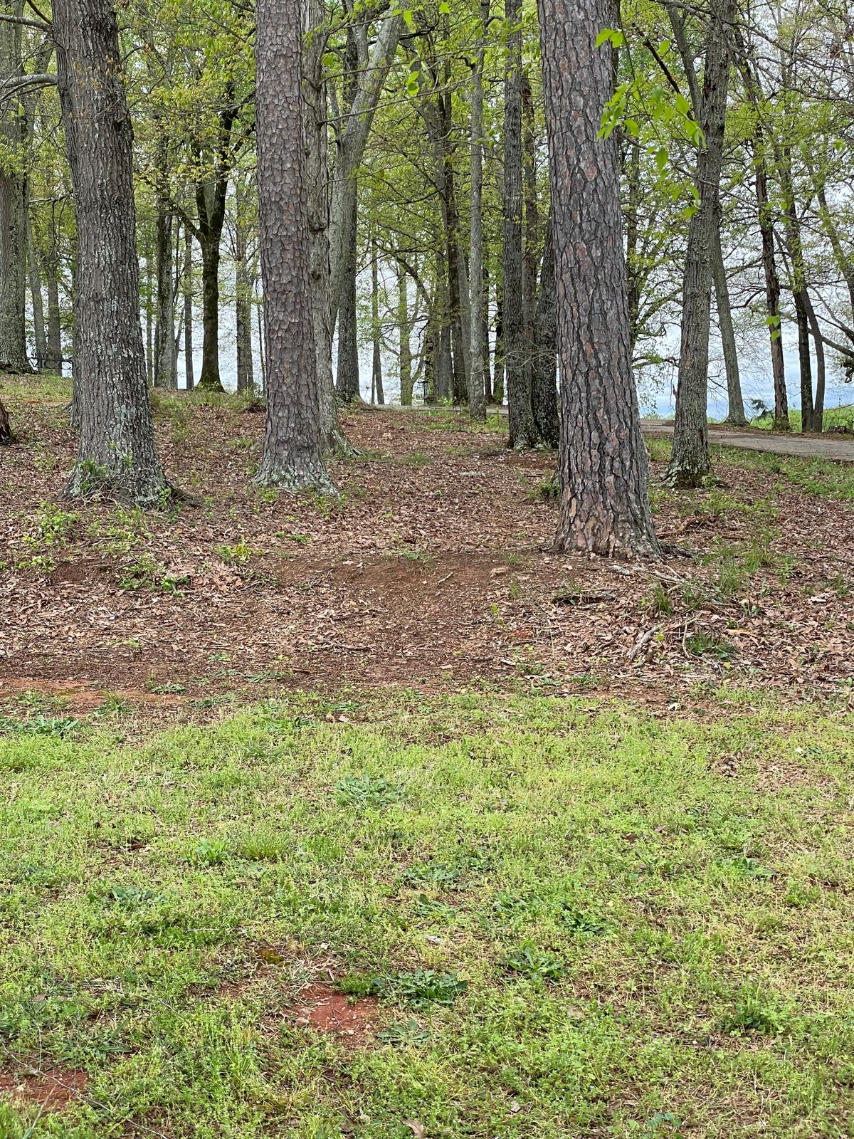 Looking down the tunnel from tee on hole 8