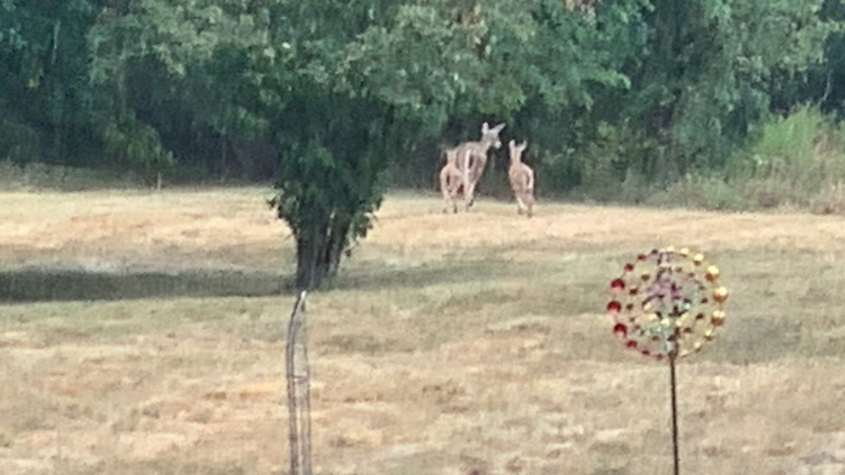 Run children! It’s those disc golfers again!