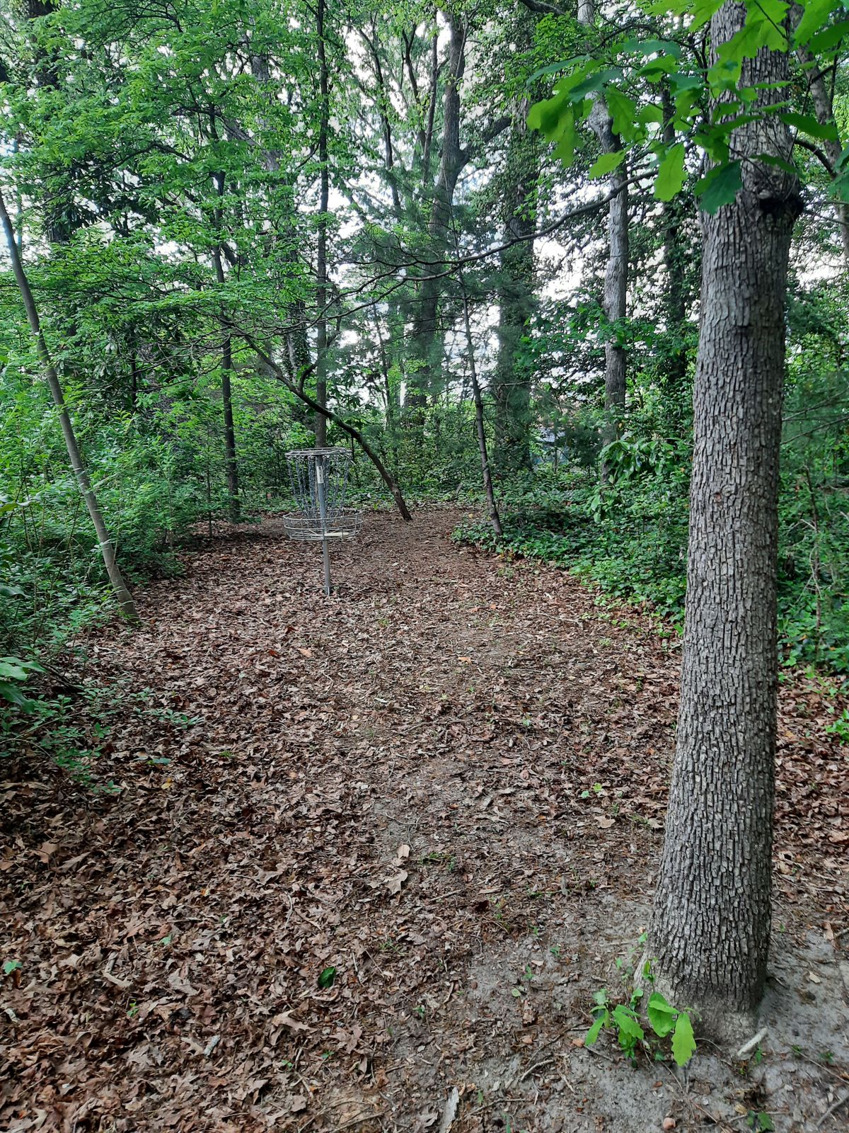 Hole 11 Green