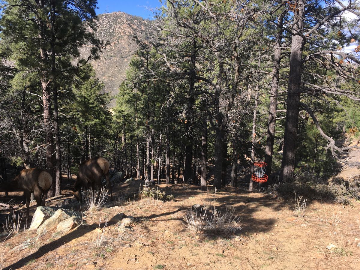 Hole 18 with elk