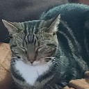 chessie
