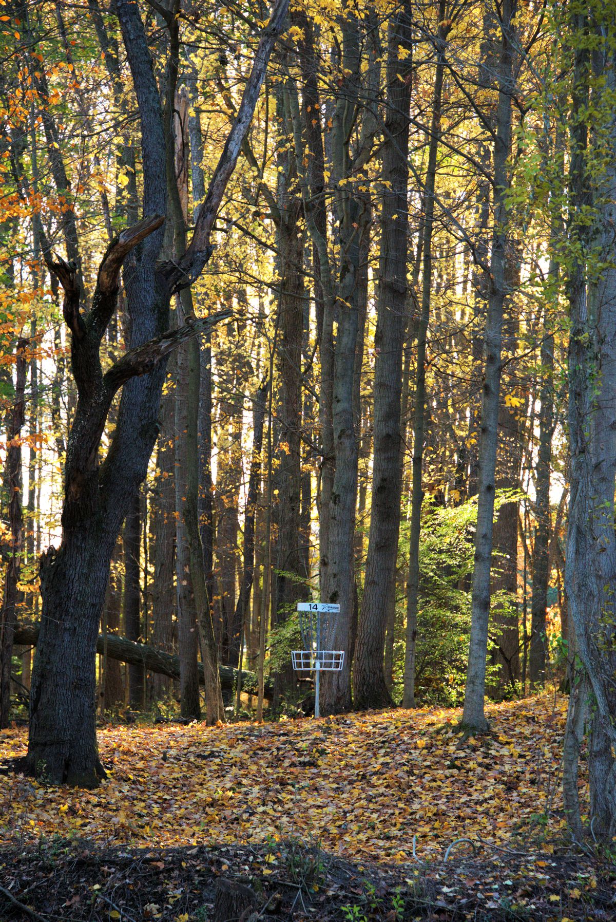 Hole 14