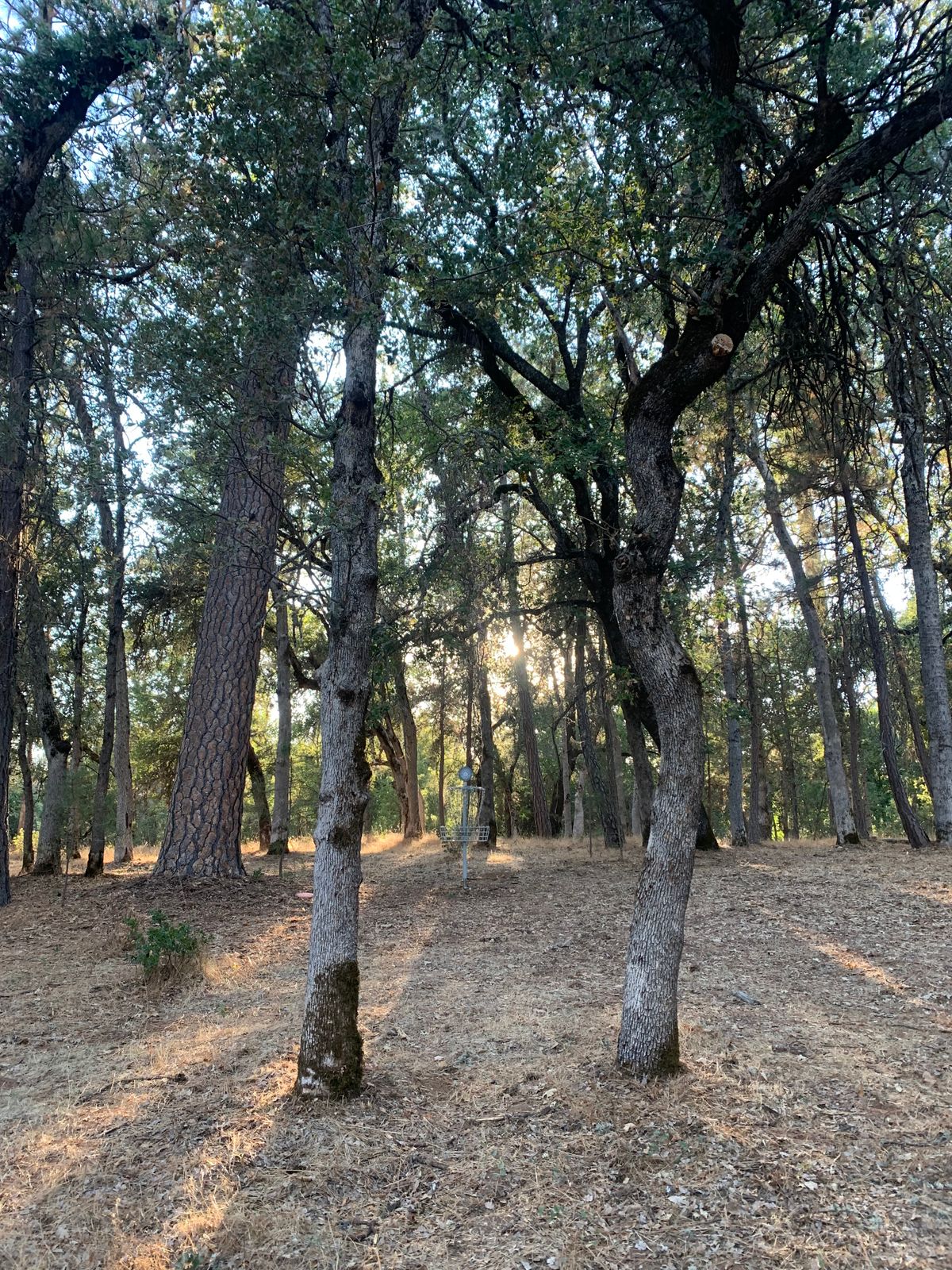 Hole 9 green