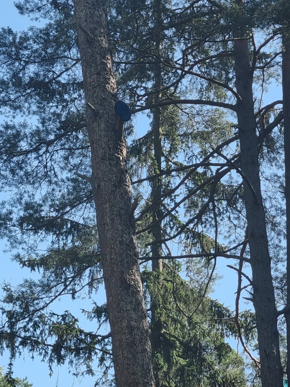 Disc i träd på hål 8
