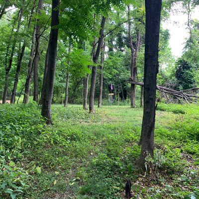 Hole 2 basket. Narrow fairway. 3 tee is to the right.