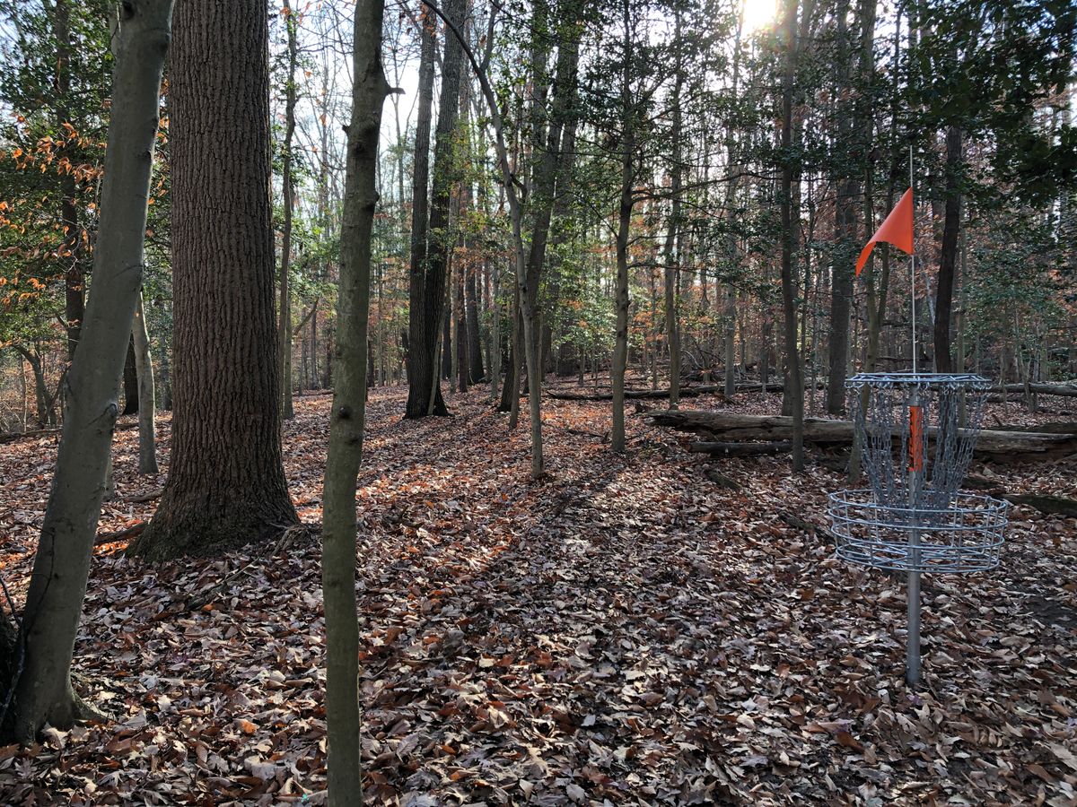 Hole 15 basket (looking back toward tee)