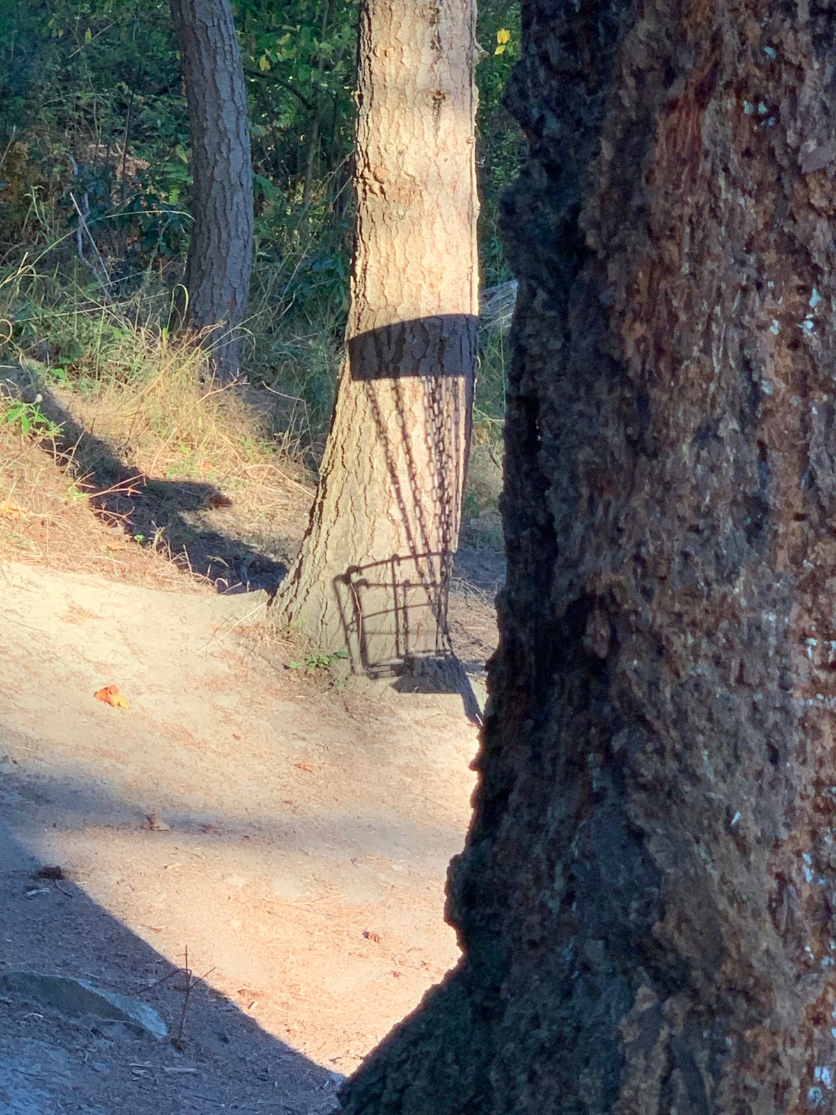 Lots of trees … of which you’ll find most baskets hiding.