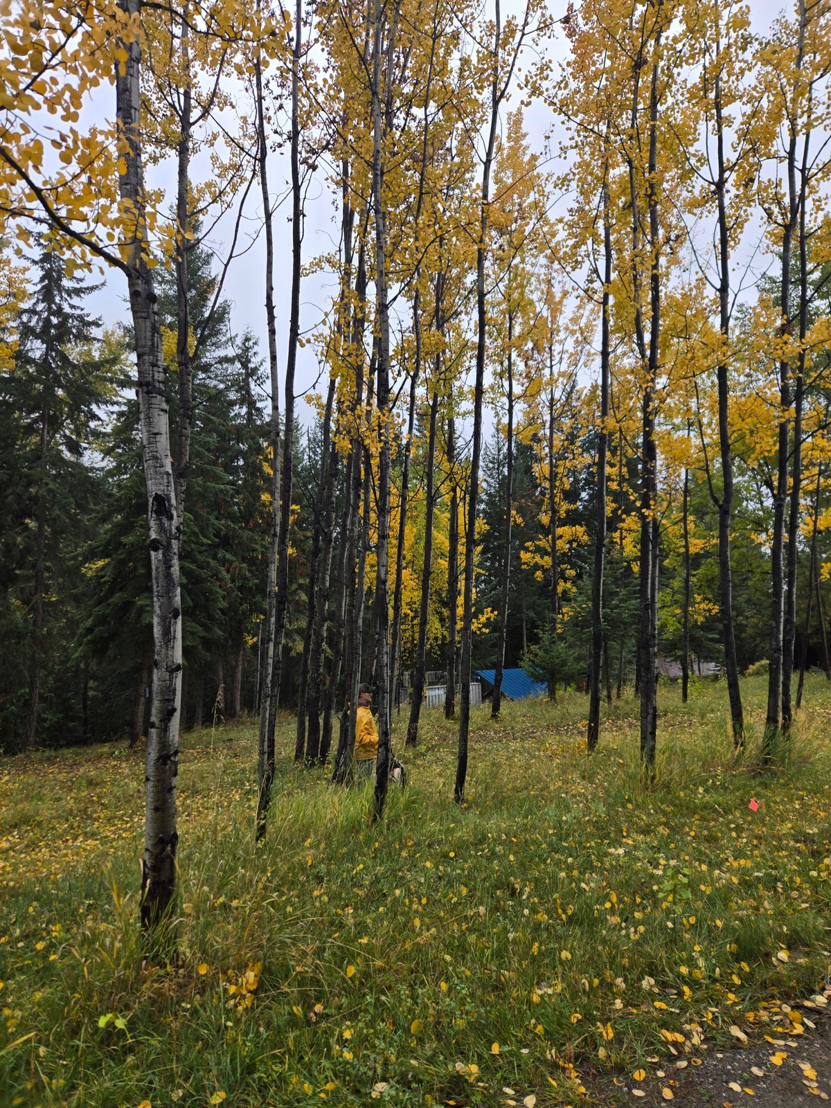 Hole 18 woods