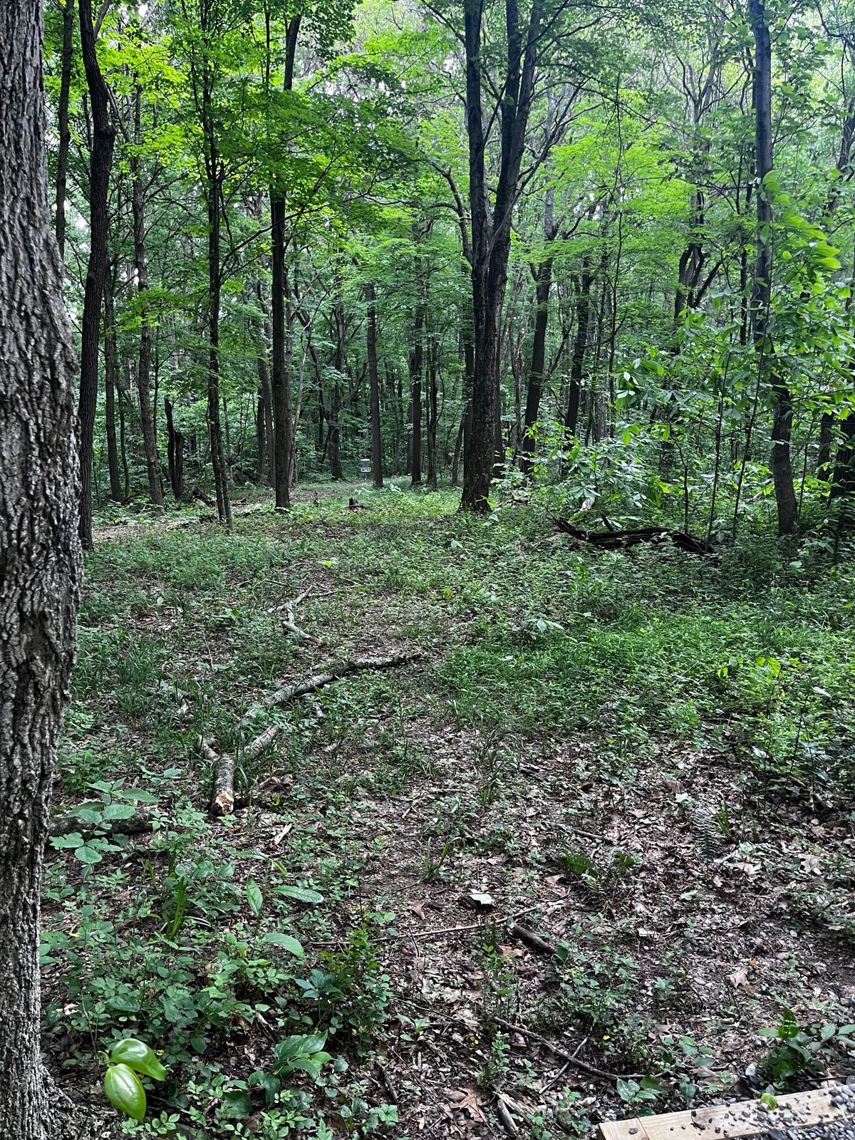 Hole 14 fairway