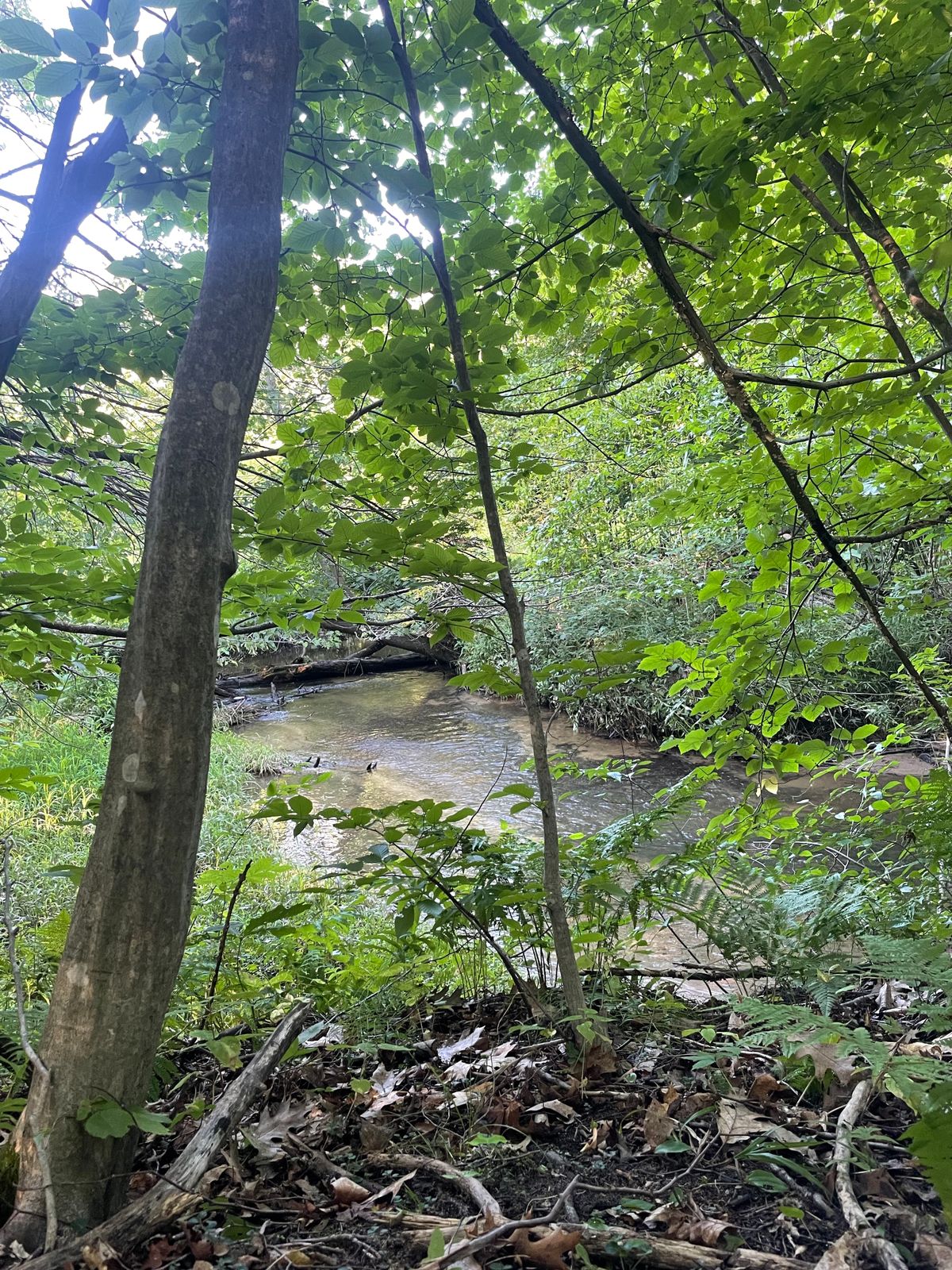 Onion Creek running along Hole 11