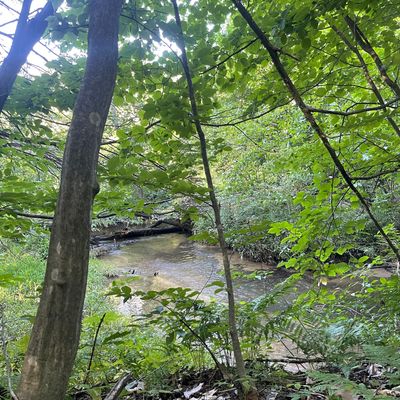 Onion Creek running along Hole 11