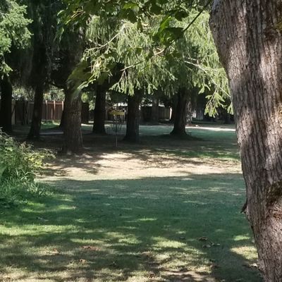 6th hole. Basket in amongst the trees