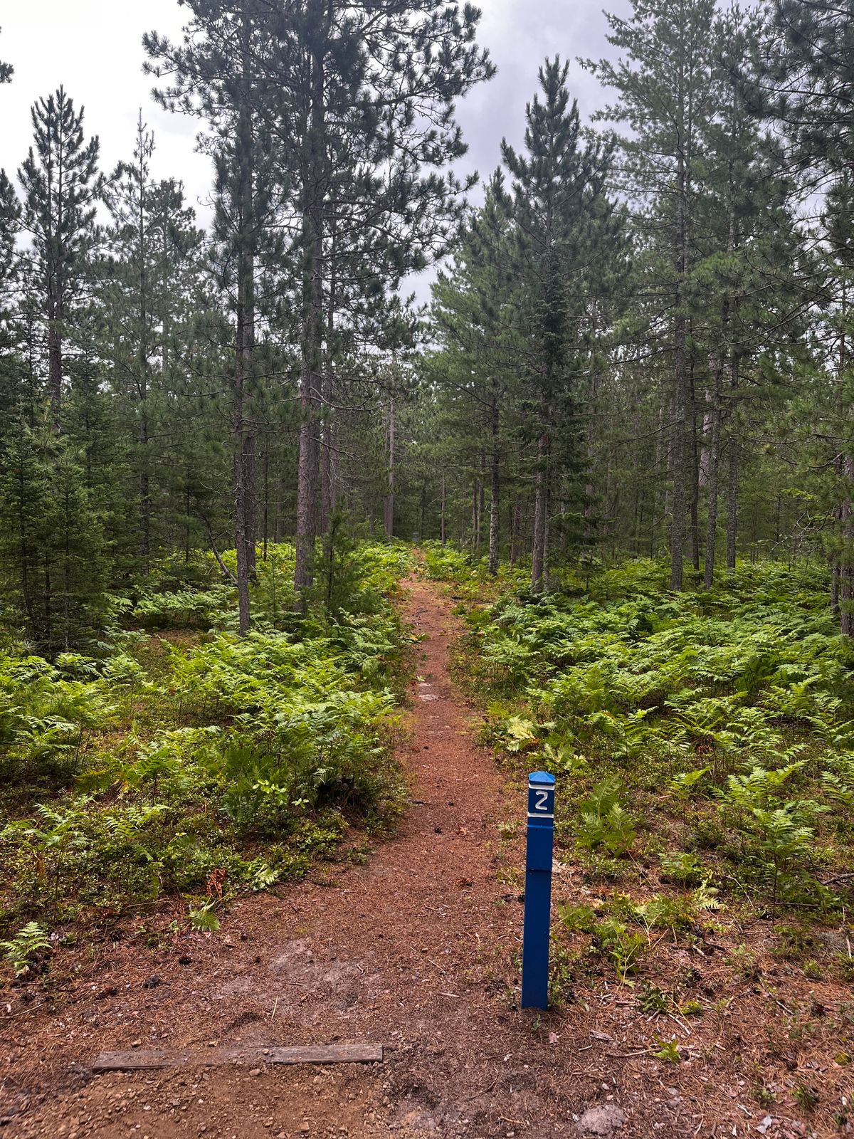 Hole 2. The basket is center frame straight ahead