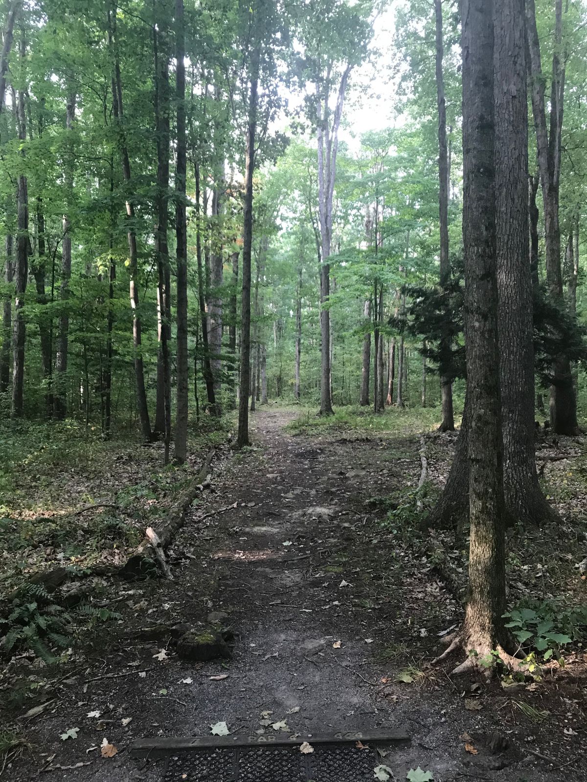 #7 tee/fairway 
Par 4
Dog leg left